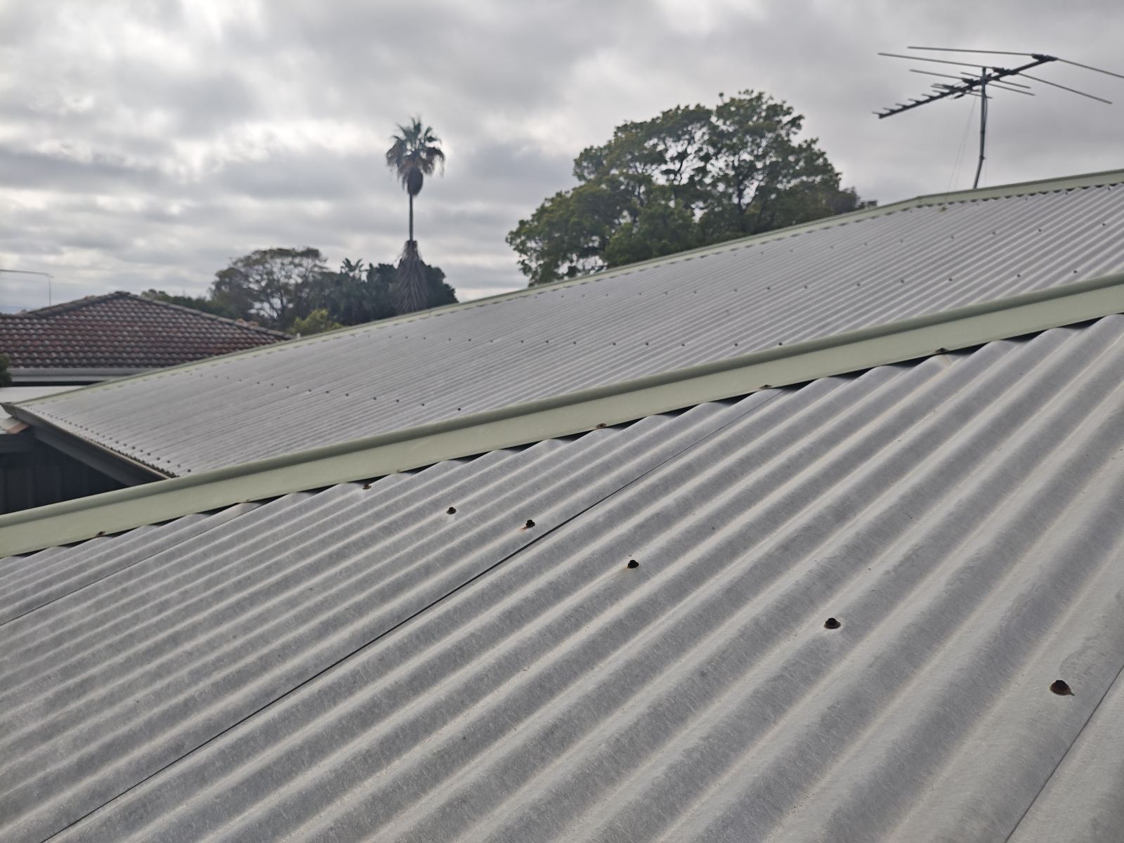 Metal roof sheeting on a Perth home, framed by palm trees